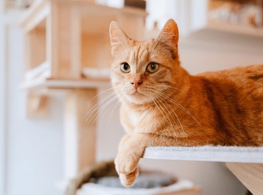349732_shutterstock-2532742991_f.webp